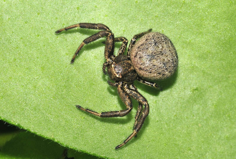 Xysticus sp. - Serramazzoni (MO)